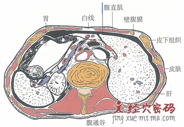 腹通谷的位置解剖图（图解）