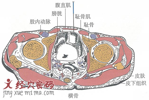 横骨的位置解剖图（图解）