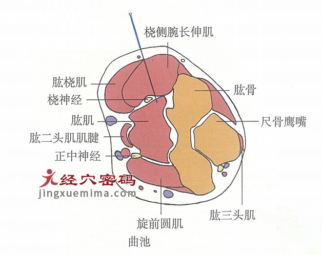 曲池的位置解剖图（图解）