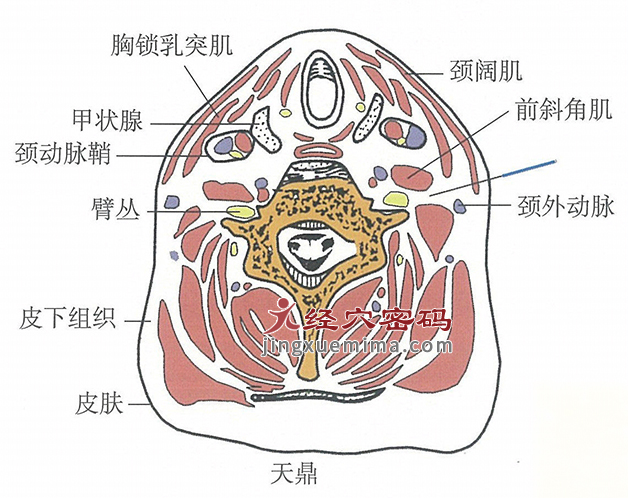 天鼎的位置解剖图（图解）