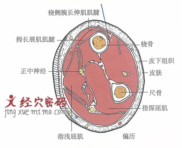 偏历的位置解剖图（图解）