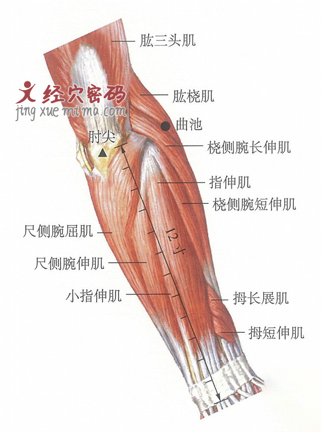 曲池穴位位置图及针灸穴位图解