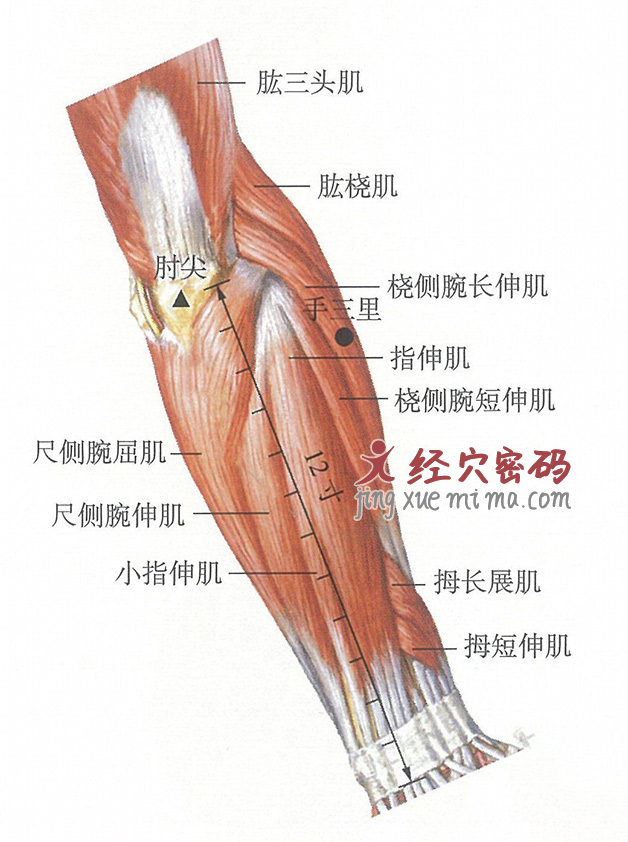 手三里穴位位置图及针灸穴位图解