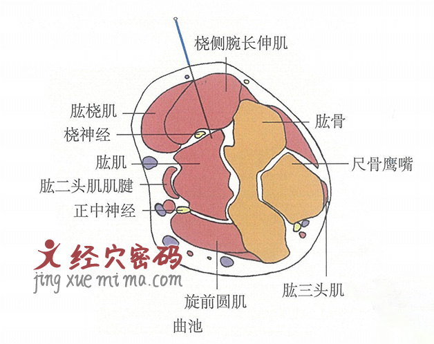 曲池的位置解剖图（图解）