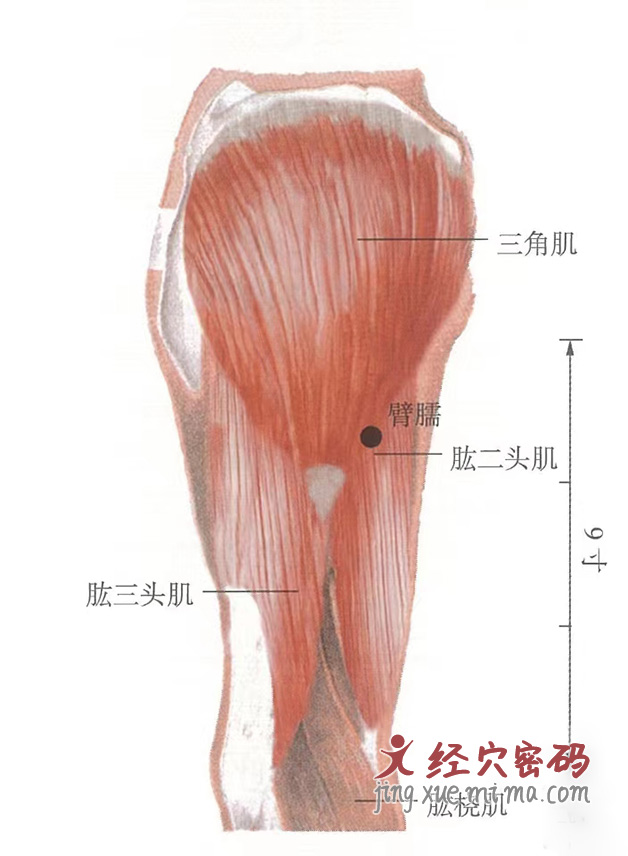 臂臑穴位位置图及针灸穴位图解