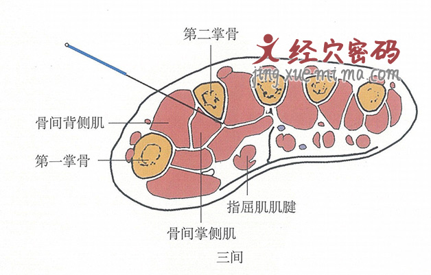 三间的位置解剖图（图解）