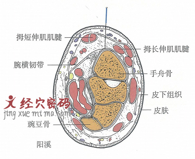 阳溪的位置解剖图（图解）