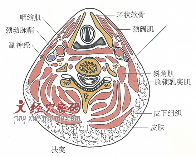 扶突的位置解剖图（图解）