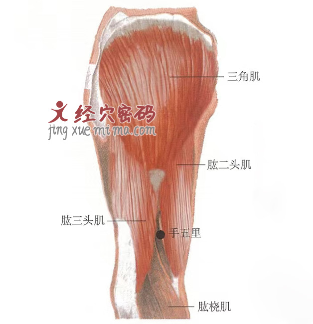 手五里穴位位置图及针灸穴位图解