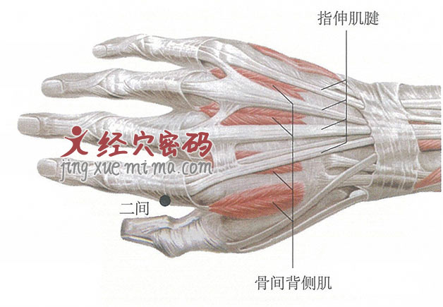 二间穴位位置图及针灸穴位图解