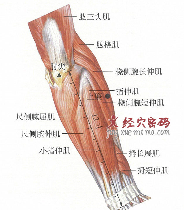 上廉穴位位置图及针灸穴位图解