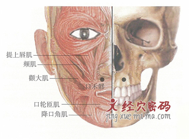 口禾髎穴位位置图及针灸穴位图解