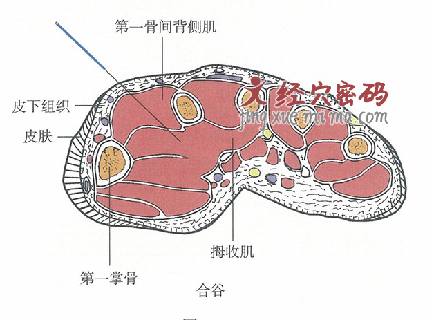 合谷的位置解剖图（图解）