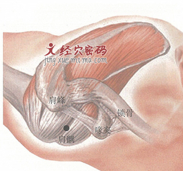 肩髃穴位位置图及针灸穴位图解