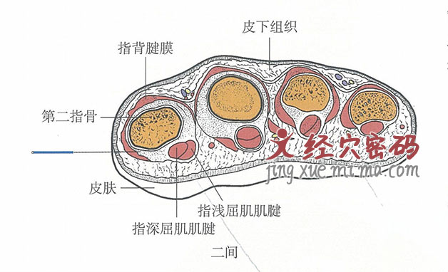 二间的位置解剖图（图解）