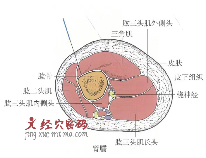 臂臑的位置解剖图（图解）