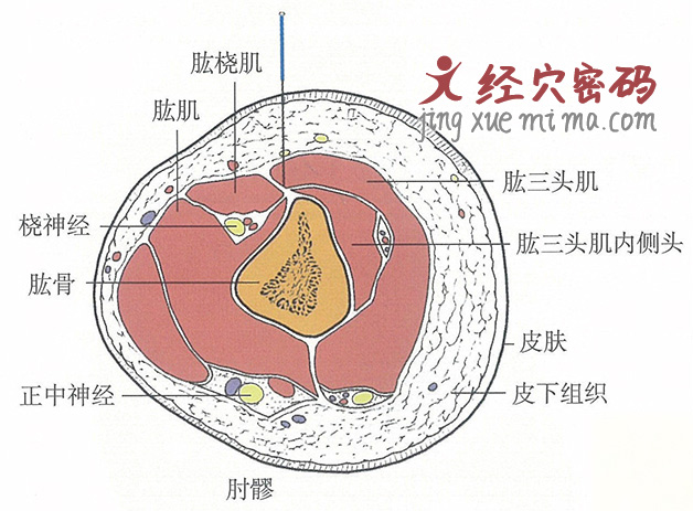 肘髎的位置解剖图（图解）