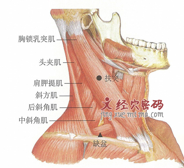 扶突穴位位置图及针灸穴位图解