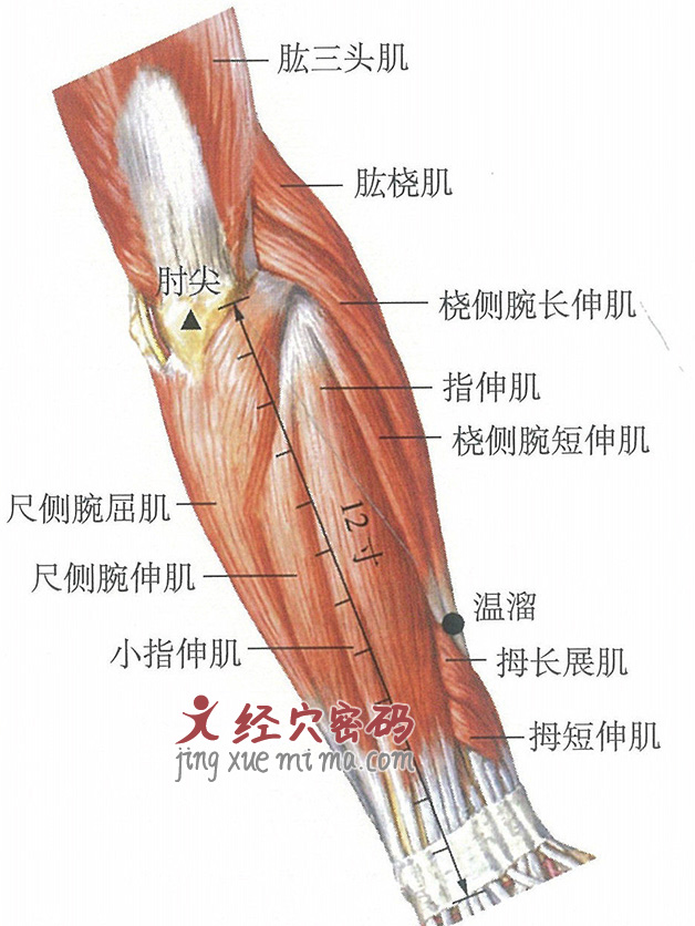 温溜穴位位置图及针灸穴位图解