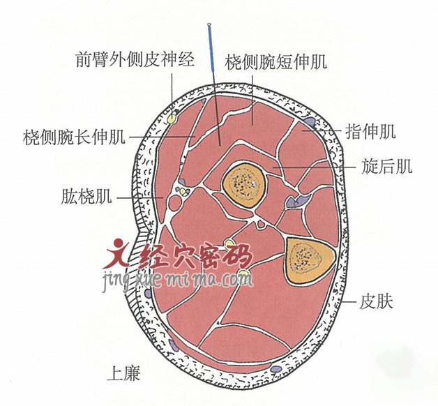 上廉的位置解剖图（图解）