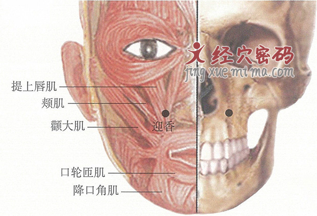 迎香穴位位置图及针灸穴位图解