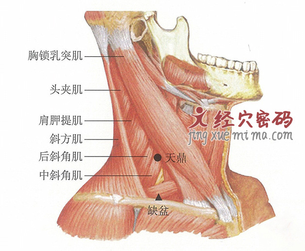 天鼎穴位位置图及针灸穴位图解