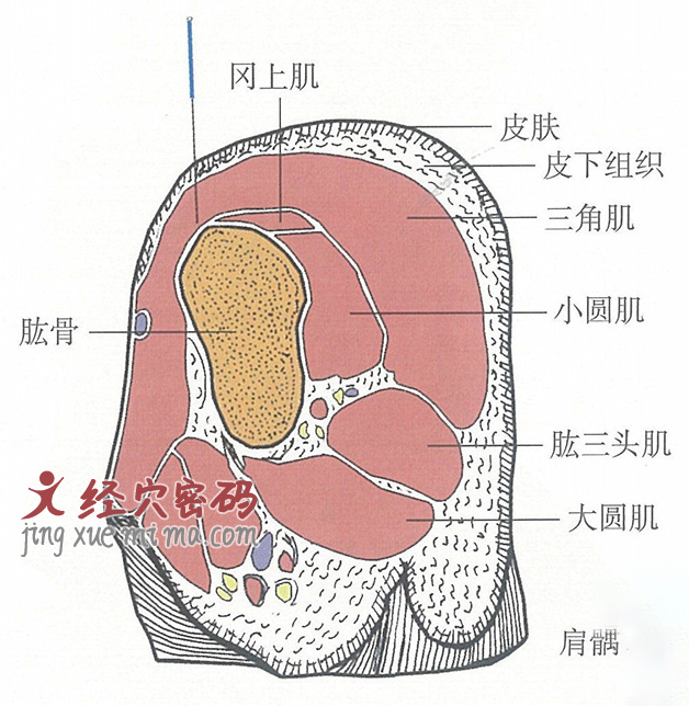 肩髃的位置解剖图（图解）