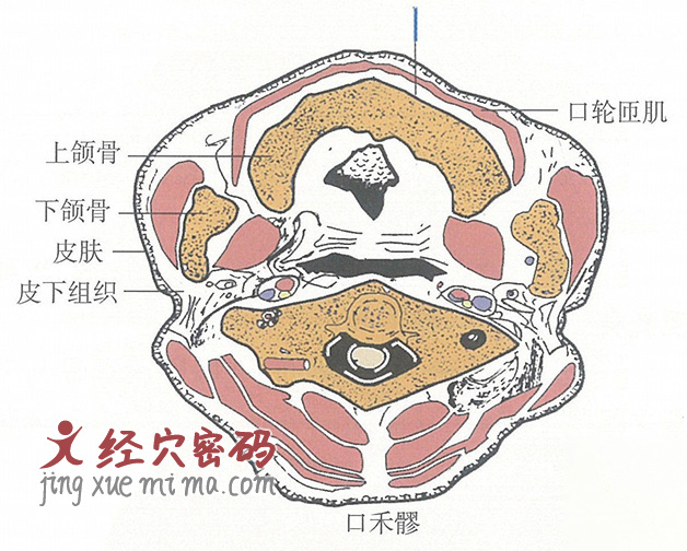 口禾髎的位置解剖图（图解）