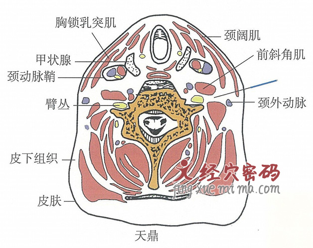 天鼎的位置解剖图（图解）