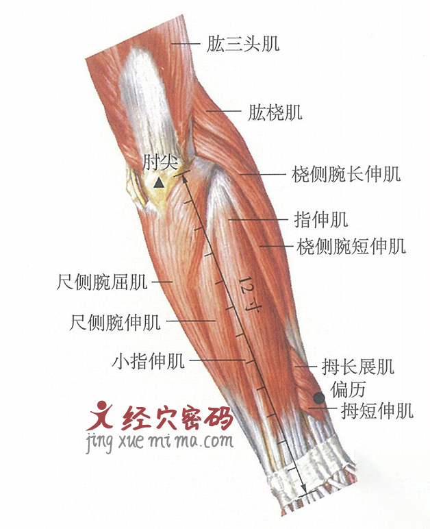 偏历穴位位置图及针灸穴位图解