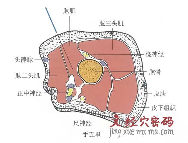 手五里的位置解剖图（图解）