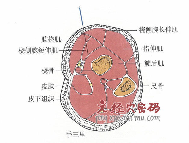 手三里的位置解剖图（图解）