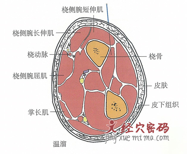 温溜的位置解剖图（图解）