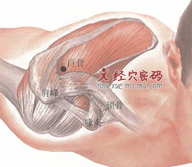 巨骨穴位位置图及针灸穴位图解