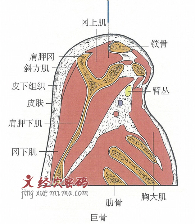 巨骨的位置解剖图（图解）