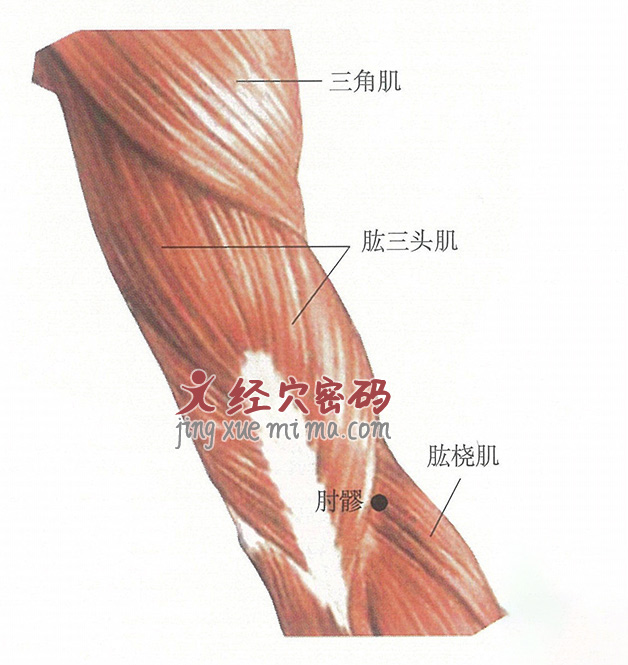 肘髎穴位位置图及针灸穴位图解