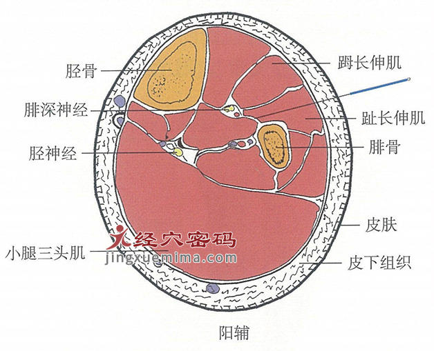 阳辅的位置解剖图（图解）