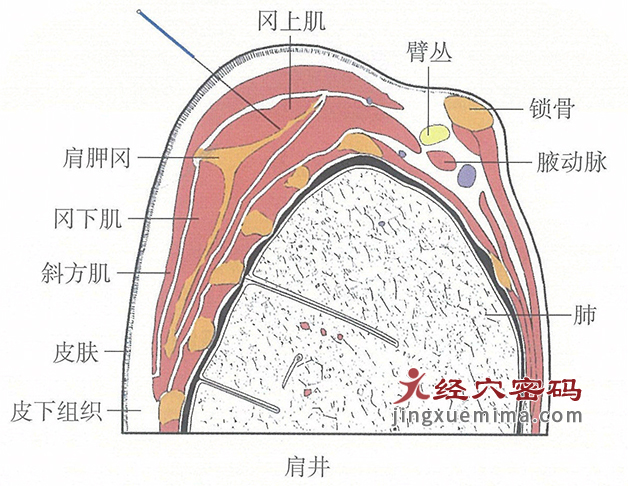 肩井的位置解剖图（图解）