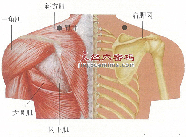 肩井穴位位置图及针灸穴位图解