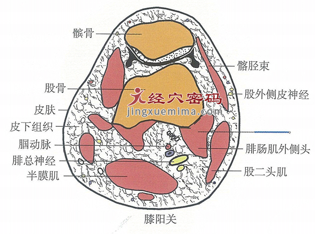 膝阳关的位置解剖图（图解）