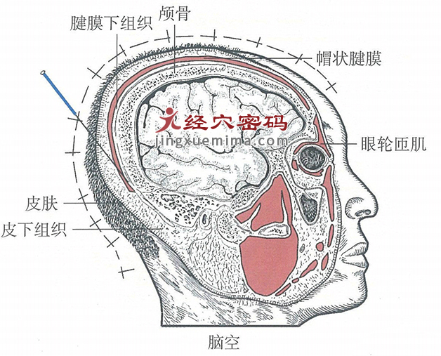 脑空的位置解剖图（图解）