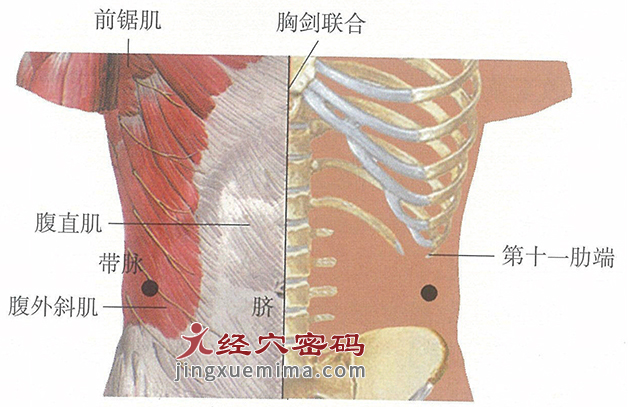 带脉穴位位置图及针灸穴位图解