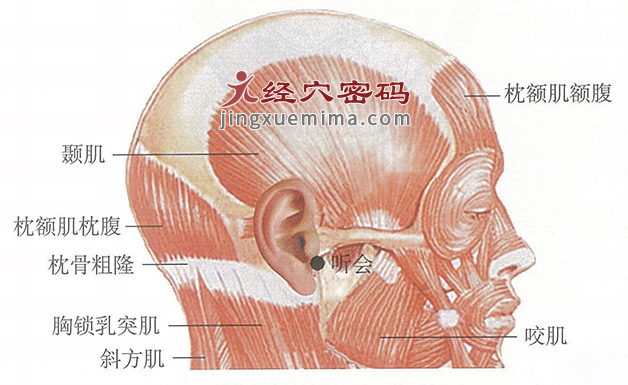 听会穴位位置图及针灸穴位图解