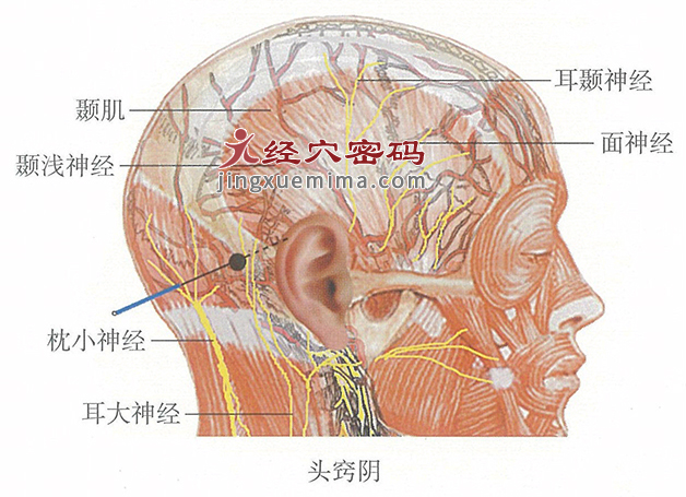 头窍阴的位置解剖图（图解）