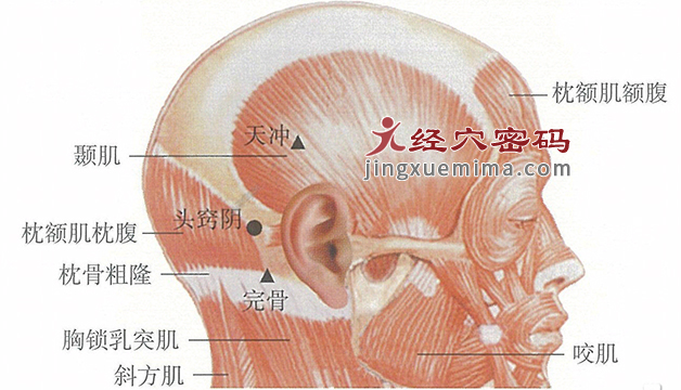头窍阴穴位位置图及针灸穴位图解