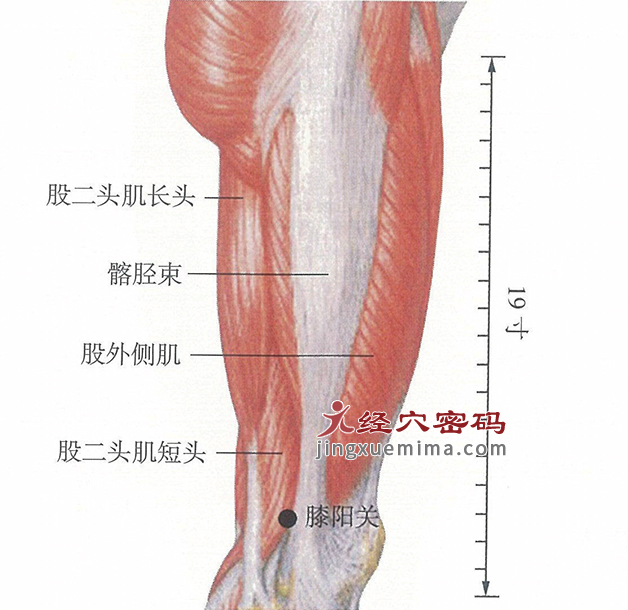 膝阳关穴位位置图及针灸穴位图解