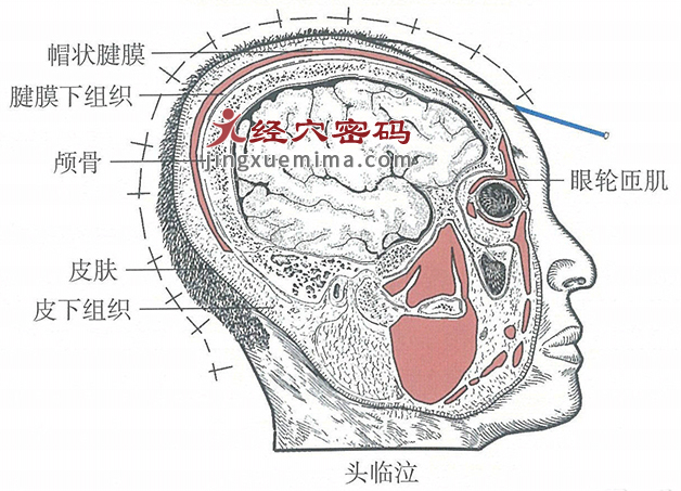 头临泣的位置解剖图（图解）