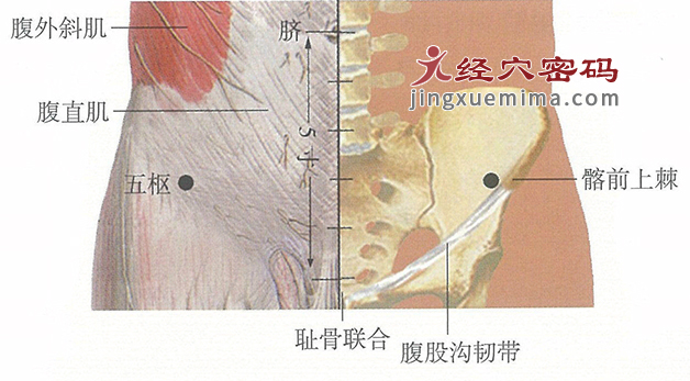 五枢穴位位置图及针灸穴位图解
