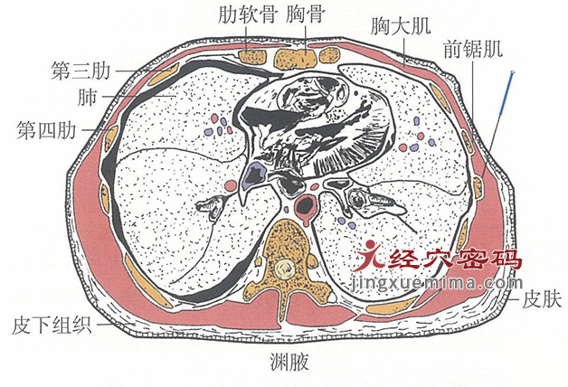 渊腋的位置解剖图（图解）