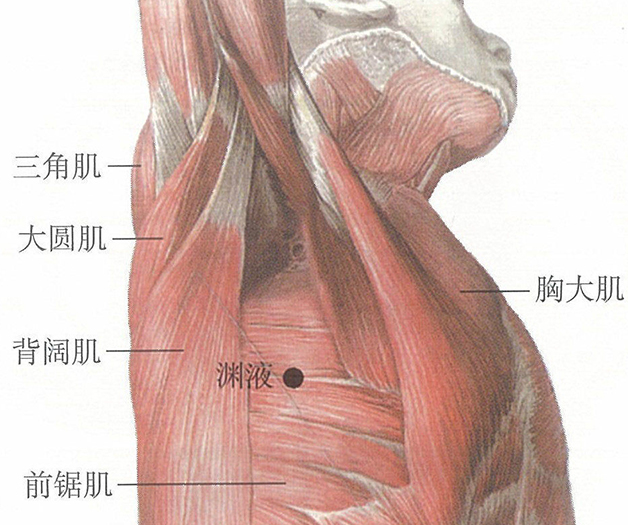 渊腋穴位位置图及针灸穴位图解